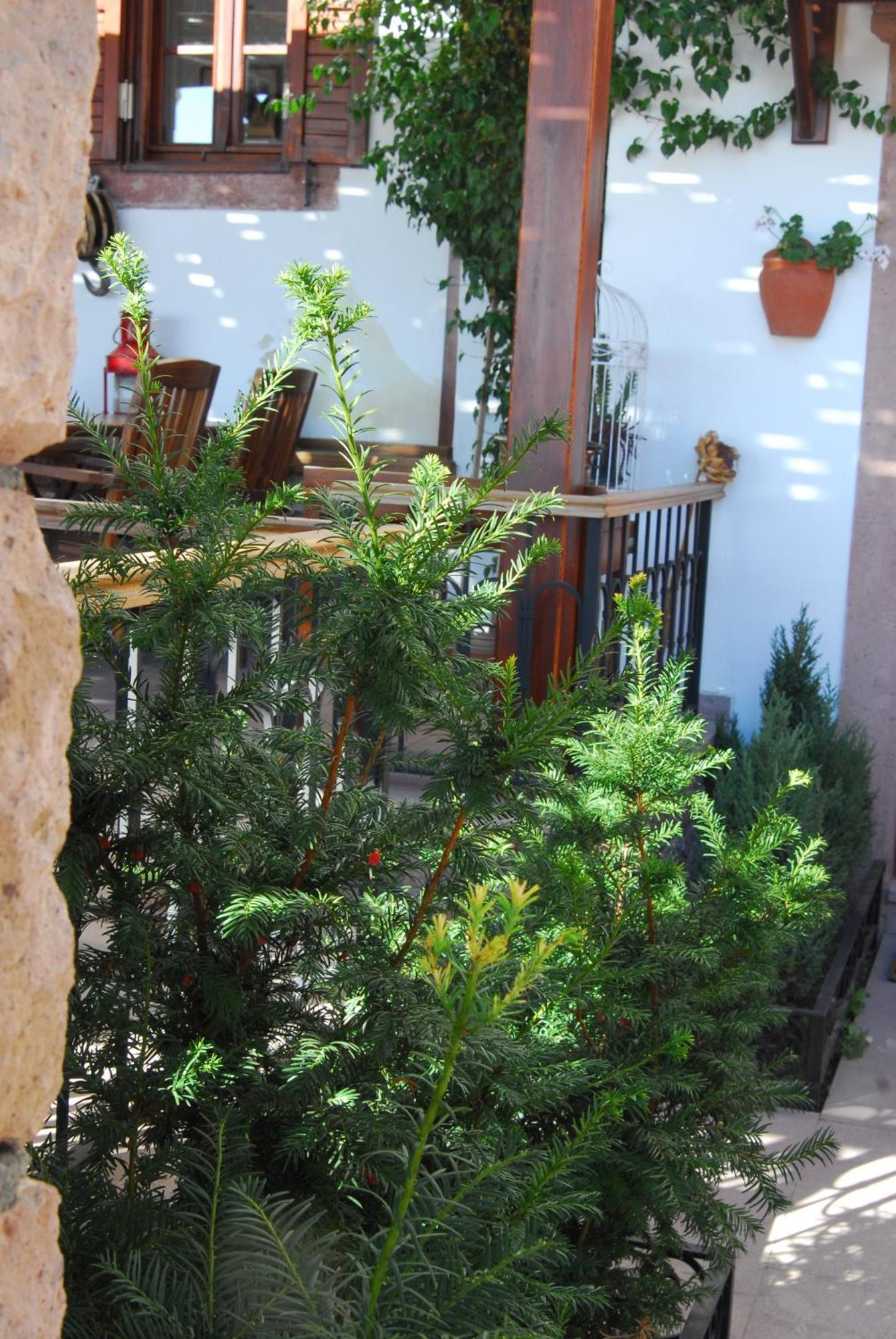 Aliye Hanim Hotel Ayvalı Εξωτερικό φωτογραφία